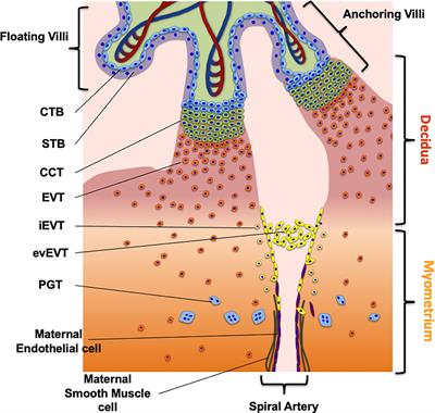 Frontiers | Autophagy Process in Trophoblast Cells Invasion and Differentiation: Similitude and ...