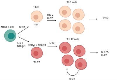 Frontiers Role Of The Il 23 Il 17 Pathway In Rheumatic Diseases An Overview Immunology