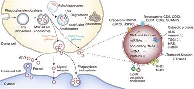 Small Extracellular Vesicles A Novel Avenue For Cancer Management Oncology Frontiers