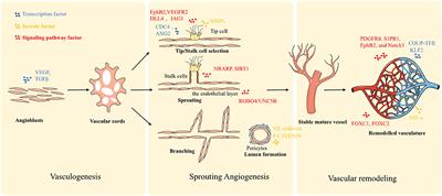 Frontiers | Rebuilding the Vascular Network: In vivo and in vitro Approaches