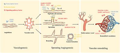 Frontiers | Rebuilding the Vascular Network: In vivo and in vitro Approaches Frontiers | Rebuilding the Vascular Network: In vivo and in vitro Approaches