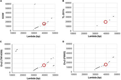 Frontiers Replication Region Analysis Reveals Non Lambdoid Shiga Toxin Converting Bacteriophages Microbiology