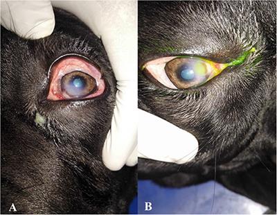 Cataracts in Dogs - Symptoms, Causes, Diagnosis, Treatment, Recovery,  Management, Cost