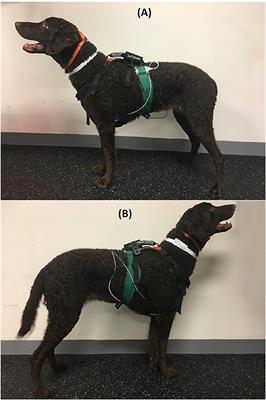 dog collar heart rate monitor