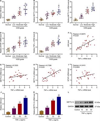 N6 Methyladenosine Induced Mir 34a 5p Promotes Tnf A Induced Nucleus Pulposus Cell Senescence By Targeting Sirt1 Cell And Developmental Biology Frontiers