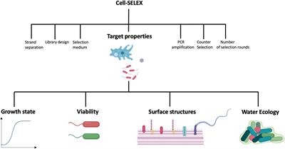 Antigen Select: Enteric Select – Lake Immunogenics