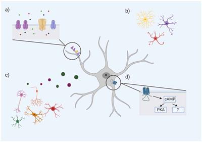 Schematic representation illustrating the astrocyte-synapse alterations