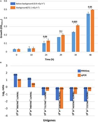 Accumulation of Mn(II) in Deinococcus radiodurans Facilitates