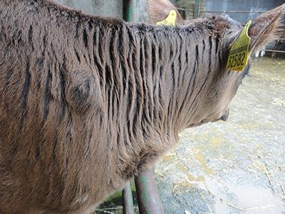 Frontiers | Factors Affecting the Welfare of Unweaned Dairy Calves Destined for Early Slaughter and Abattoir Animal-Based Indicators Reflecting Their Welfare On-Farm Frontiers | Factors Affecting the Welfare of Unweaned Dairy Calves Destined for Early Slaughter and Abattoir Animal-Based Indicators Reflecting Their Welfare On-Farm