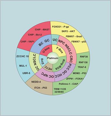 Frontiers E3 Ubiquitin Ligase In Anticancer Drugdsla Resistance Recent Advances And Future Potential Pharmacology