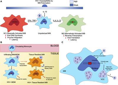 A Better Understanding of How HIV-1 Evades the Immune System