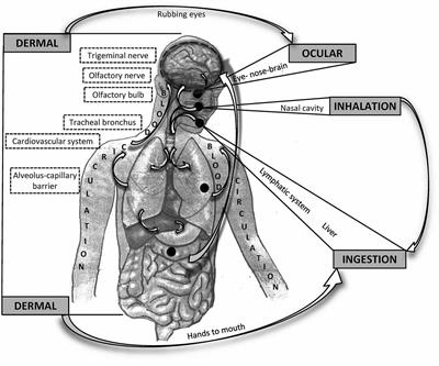 Frontiers | The Air We Breathe: Air Pollution as a Prevalent  Proinflammatory Stimulus Contributing to Neurodegeneration