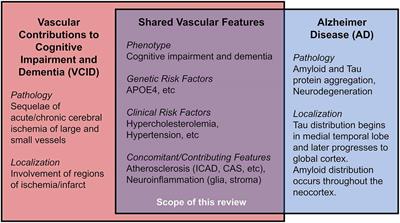 Frontiers Cholesterol Atherosclerosis And Apoe In Vascular Contributions To Cognitive Impairment And Dementia Vcid Potential Mechanisms And Therapy Aging Neuroscience