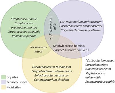 Stopping staph: Could it alter the course of diabetes? - The Loop