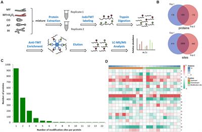 Frontiers The Redox Proteome Of Thiol Proteins In The Rice Blast Fungus Magnaporthe Oryzae Microbiology