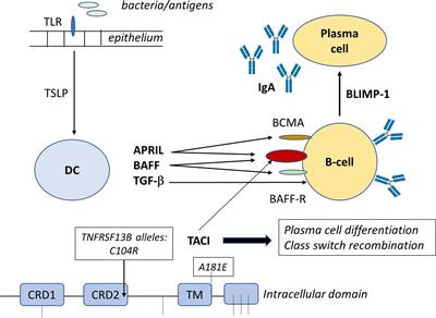 frontiers innate mechanisms in selective iga deficiency immunology
