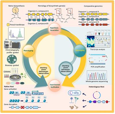 Frontiers Current State And Future Directions Of Genetics And Genomics Of Endophytic Fungi For Bioprospecting Efforts Bioengineering And Biotechnology