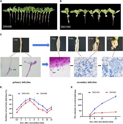 Genome-wide transcriptome analysis reveals molecular pathways involved in  leafy head formation of Chinese cabbage (Brassica rapa)