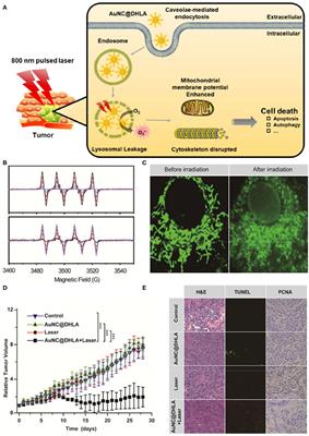 Frontiers | Reactive Oxygen Species-Based Nanomaterials for Cancer Therapy
