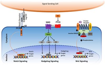 Notch1 signaling enhances collagen expression and fibrosis in