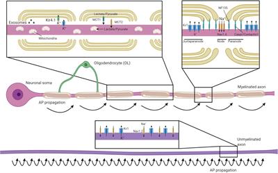 Frontiers Neuron Oligodendrocyte Interactions In The Structure And Integrity Of Axons Cell And Developmental Biology