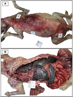 Frontiers | Mycobacterium tuberculosis SIT42 Infection in an Abused Dog in Southern Italy Frontiers | Mycobacterium tuberculosis SIT42 Infection in an Abused Dog in Southern Italy