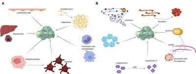 Plasminogen Activator Inhibitor-1 Is a Marker and a Mediator of