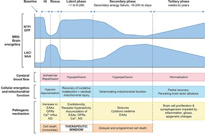 Frontiers  Hemodynamic and Metabolic Assessment of Neonates With