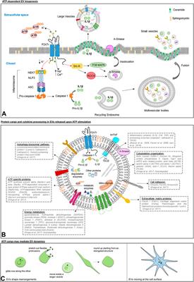 Ectopic ATP synthase stimulates the secretion of extracellular vesicles in cancer cells