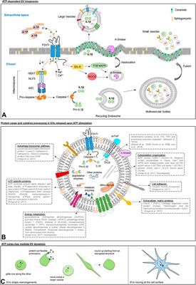 Ectopic ATP synthase stimulates the secretion of extracellular vesicles in  cancer cells