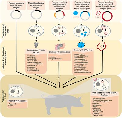 Frontiers | Novel Vaccine in Veterinary Medicine: A to Human Medicine | Veterinary Science