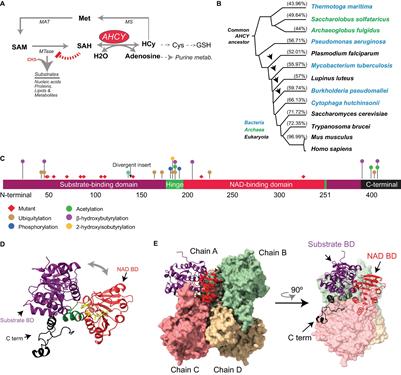 SAM and SAH Analysis Service - Creative Proteomics