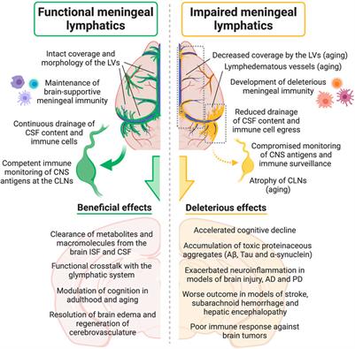 Til fods Lav en snemand tyran Frontiers | CNS-Draining Meningeal Lymphatic Vasculature: Roles, Conundrums  and Future Challenges