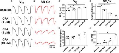 Frontiers | Role of Reduced Sarco-Endoplasmic Reticulum Ca2+-ATPase Function on Sarcoplasmic Reticulum Ca2+ Alternans in the Intact Rabbit Heart | Physiology