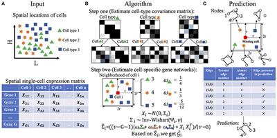 Frontiers Recovering Spatially Varying Cell Specific Gene Co Expression Networks For Single Cell Spatial Expression Data Genetics Frontiers Recovering Spatially Varying Cell Specific Gene Co Expression Networks For Single Cell Spatial Expression Data Genetics