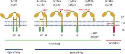 Fc gamma receptor IIa suppresses type I and III interferon production by  human myeloid immune cells - Newling - 2018 - European Journal of  Immunology - Wiley Online Library