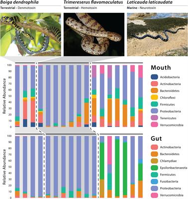 Comparative analysis of intestinal bacteria among venom secretion and  non-secrection snakes