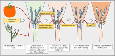 Frontiers Seed Shattering A Trait Of Evolutionary Importance In Plants Plant Science