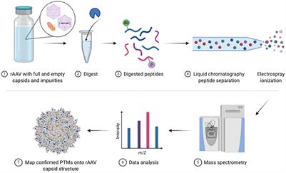 cSVP Recombinant  In Stock or Custom Made