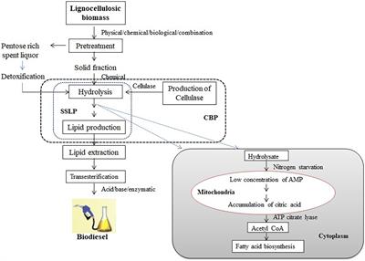 Frontiers | Biodiesel Production From Lignocellulosic Biomass Using  Oleaginous Microbes: Prospects for Integrated Biofuel Production