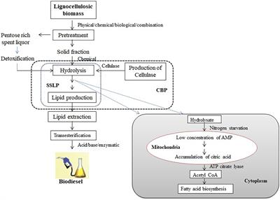 Frontiers | Biodiesel Production From Lignocellulosic Biomass Using Oleaginous Microbes: Prospects for Integrated Biofuel Production Frontiers | Biodiesel Production From Lignocellulosic Biomass Using Oleaginous Microbes: Prospects for Integrated Biofuel Production