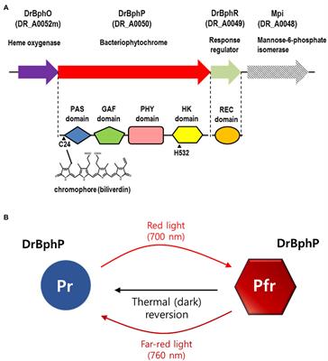 Antioxidative system of Deinococcus radiodurans - ScienceDirect