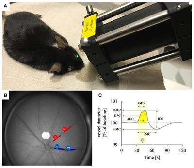 Frontiers  Retinal Vessel Responses to Flicker Stimulation Are