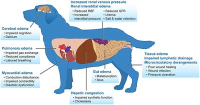 Frontiers | Effects of IV Fluids in Dogs and Cats With Kidney Failure Frontiers | Effects of IV Fluids in Dogs and Cats With Kidney Failure