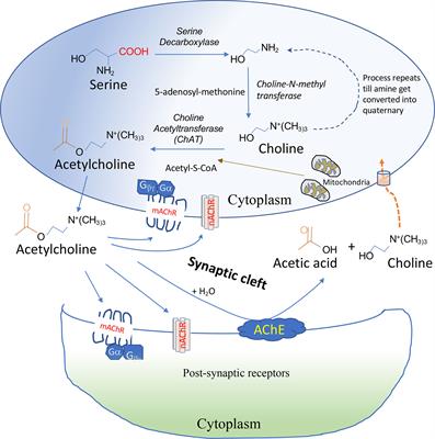 Frontiers Cholinergic System And Its Therapeutic Importance In Inflammation And Autoimmunity
