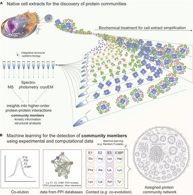 Frontiers Detecting Protein Communities In Native Cell Extracts By Machine Learning A Structural Biologist S Perspective Molecular Biosciences
