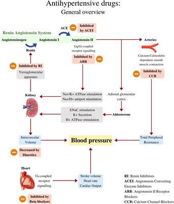 best antihypertensive drug for young adults)