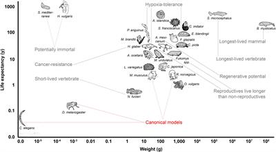 Frontiers Alternative Animal Models Of Aging Research Molecular Biosciences