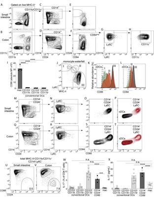 Th17 Immunity in the Colon Is Controlled by Two Novel Subsets of Colon-Specific Mononuclear Phagocytes