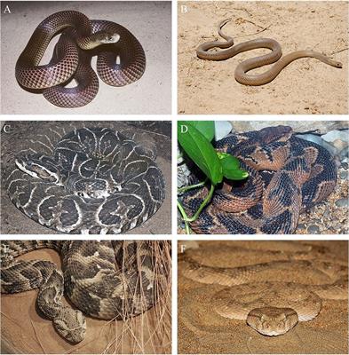 Frontiers | Snakebite Envenoming Diagnosis and Diagnostics Frontiers | Snakebite Envenoming Diagnosis and Diagnostics